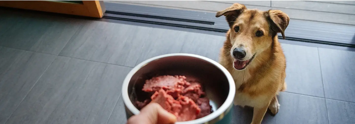 A happy brown dog eagerly watches a bowl of fresh raw meat being held out.